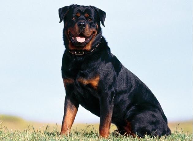 Top 10 a maioria das raças de cães inteligentes: Rottweiler
