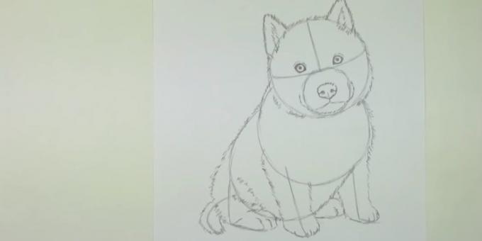 Desenhe um shorstku cão