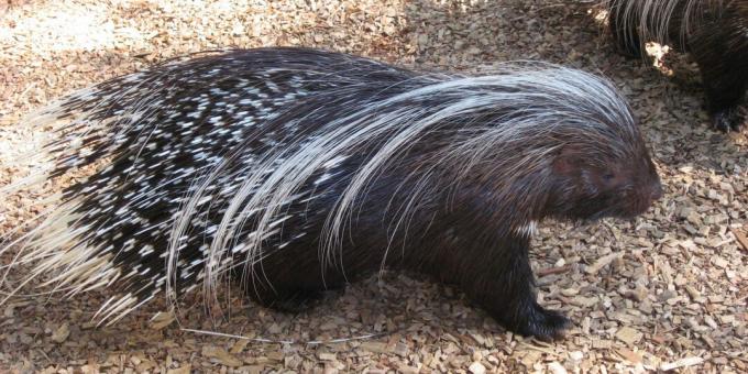 Equívocos e curiosidades sobre animais: porcos-espinhos atiram agulhas