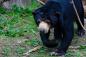 Malásia: 452 metros torres gémeas e um ursinho de pelúcia em miniatura