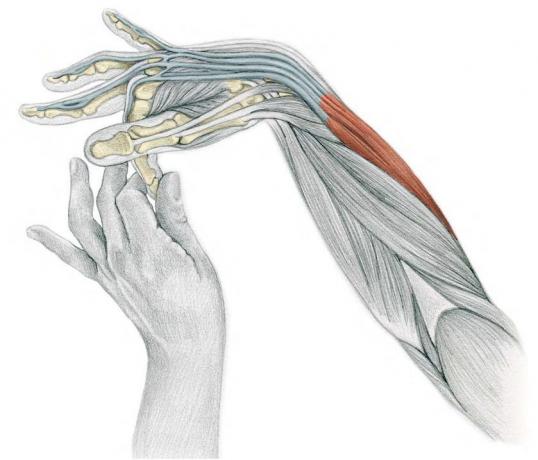 Alongamento Anatomy in Pictures