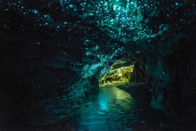 Caverna com pirilampo Waitomo Pirilampo 