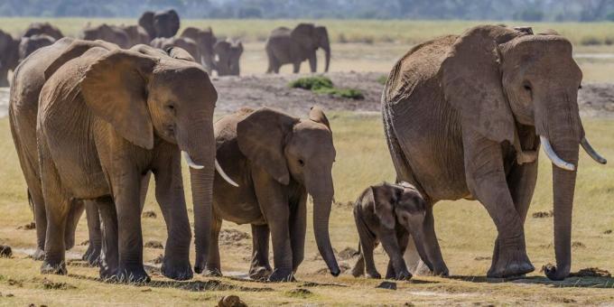 Equívocos e fatos sobre os animais: elefantes velhos têm um lugar especial para morrer
