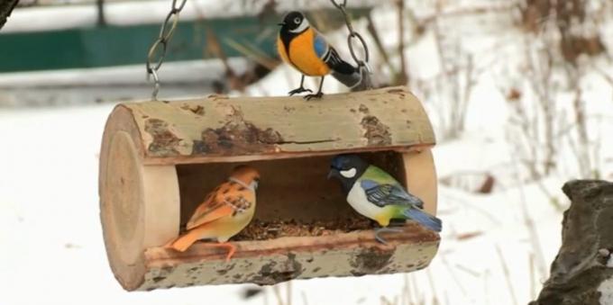 Alimentador para pássaros com suas mãos de um log