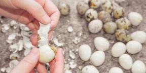 Como e quanto cozinhar ovos de codorna