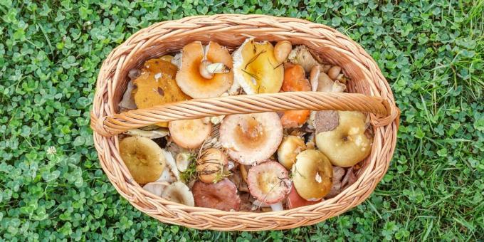 Como e quanto cozinhar russula: russula fresca