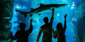 5 razões para visitar o aquário