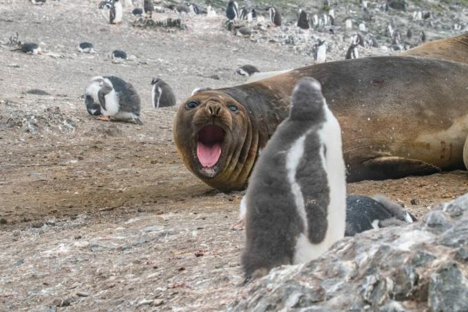 Antártica: foto de um elefante marinho