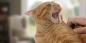 O que fazer se um gato se comporta de forma agressiva