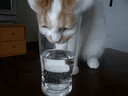 água potável Cat