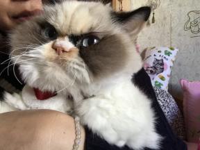 Grumpy Cat 2.0: o novo gato mal-humorado conquista a internet