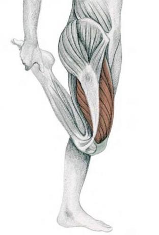 anatomia de alongamento