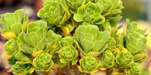 Suculentas: aeonium balsâmico