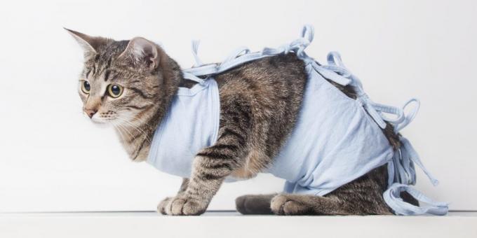 A castração de gatos: Cobertor