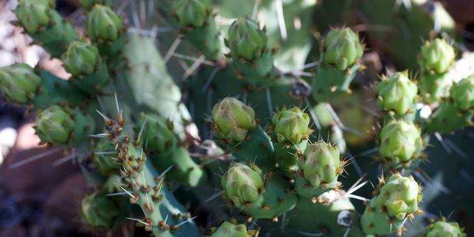 Como cuidar de cactus: Botões de cactos expulsos