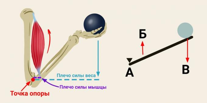 O princípio do braço de alavanca nos bíceps