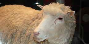 O que mudou no mundo da clonagem desde os dias da ovelha Dolly