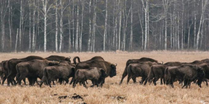 Descanse em Belarus: floresta de Bialowieza