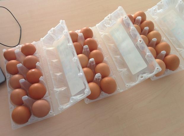O que mais rentável para comprar ovos