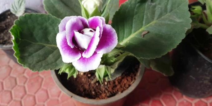 Gloxinia e ela se importa: como transplante