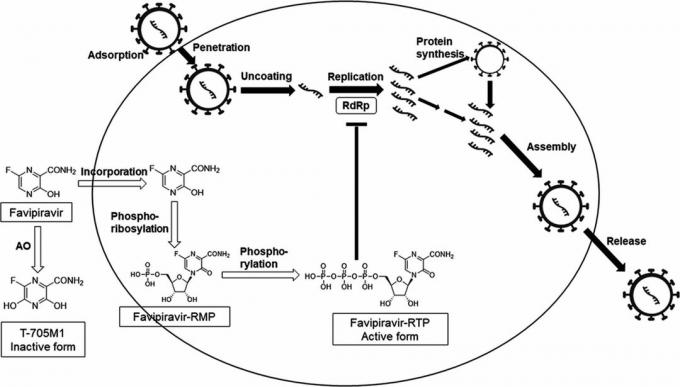 O mecanismo de ação do favipiravir, com base no qual o Avifavir foi desenvolvido