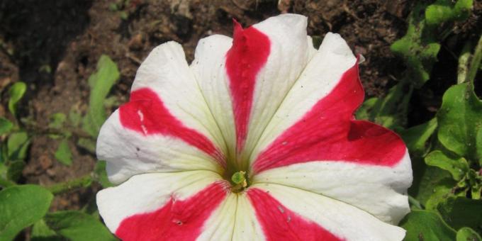 flores despretensioso para canteiros de flores: grandiflora Petunia