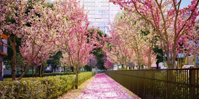 "Rumyantsevo-Park", flores de cerejeira