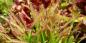 5 de plantas carnívoras que podem ser cultivadas em casa