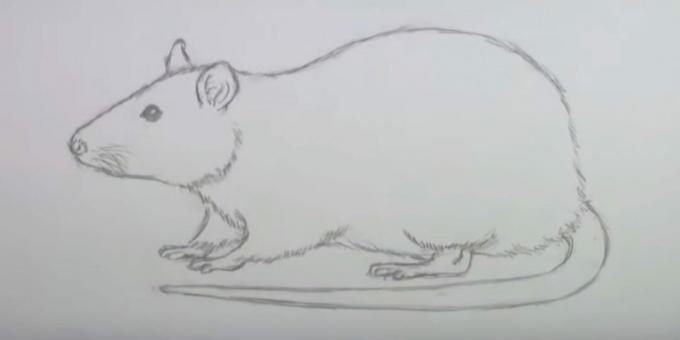 Como desenhar um mouse: apagar esboços