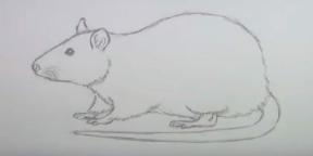 15 maneiras de desenhar um camundongo ou um rato