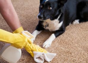 Como limpar o tapete: a regra geral, manchas difíceis e produtos de limpeza