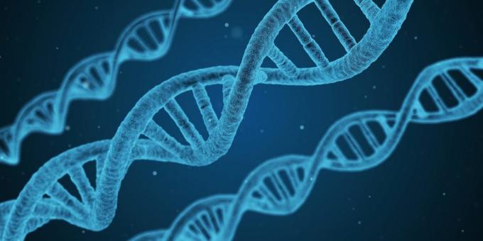 DNA OGM