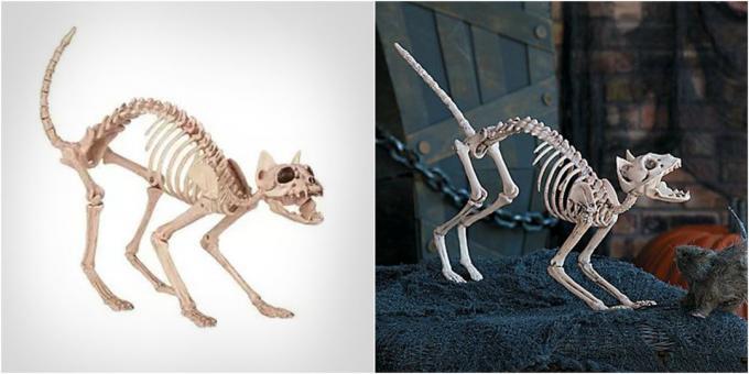 esqueleto gato