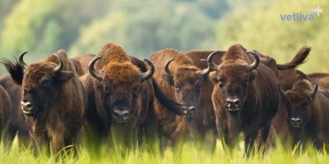 bisonte bielorrusso