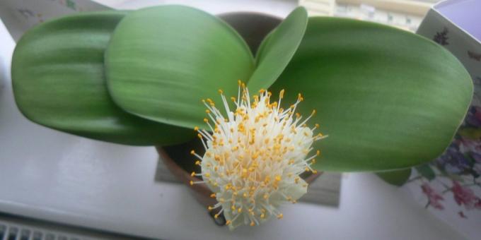 Quarto flores bulbosas: Haemanthus
