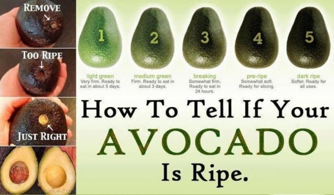 como escolher um abacate