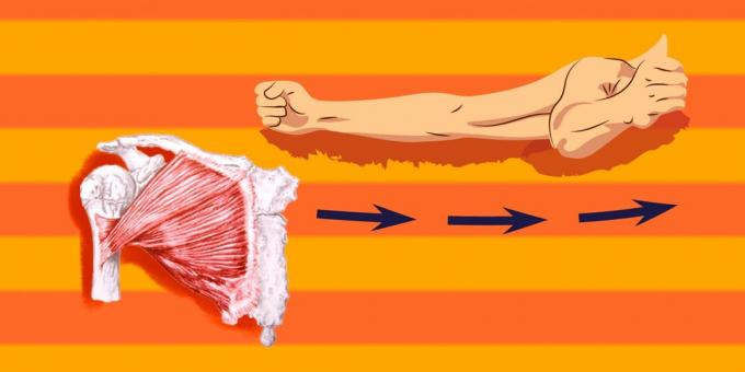 Exercícios sobre os músculos peitorais: o peito para se tornar um alívio, é necessário bombear grandes músculos peitorais