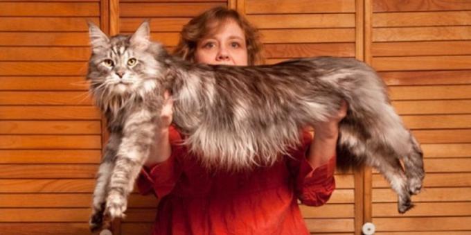 Maine Coon titular recorde do Guinness Book of Records 