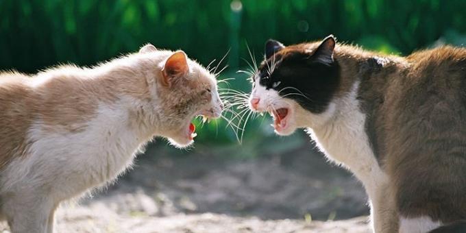 Muitas vezes os gatos agressão causada por hormônios