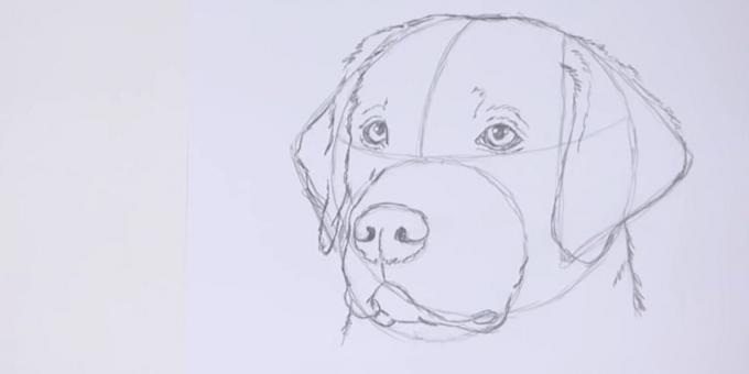 Desenhar um esboço da orelha esquerda e desenhar shorstku no pescoço e cabeça