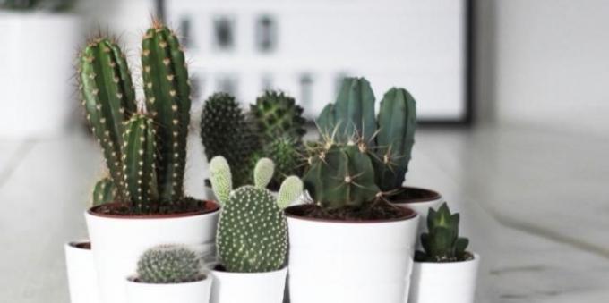 Suculentas: cactos são perfeitamente adequados para o quarto