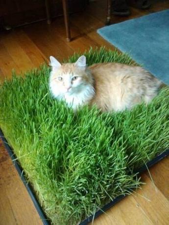 Pad de grama para o gato