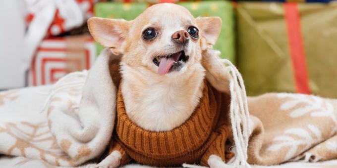 cães de pequeno porte: Chihuahua