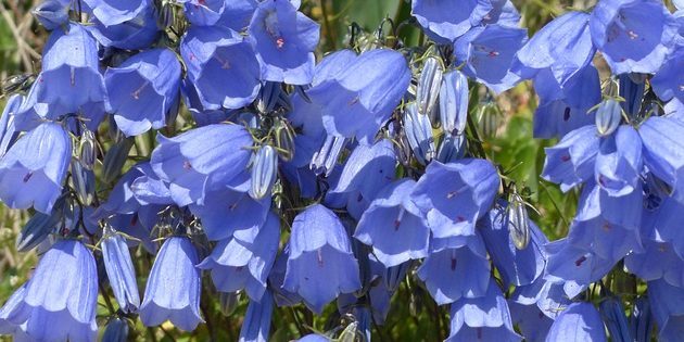 Perenes, floração durante todo o verão: Bellflower