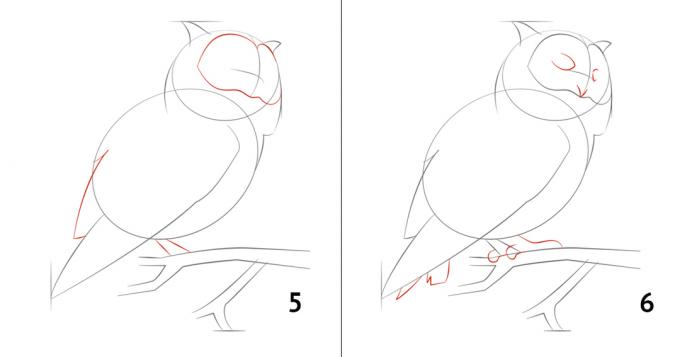 Como desenhar uma coruja