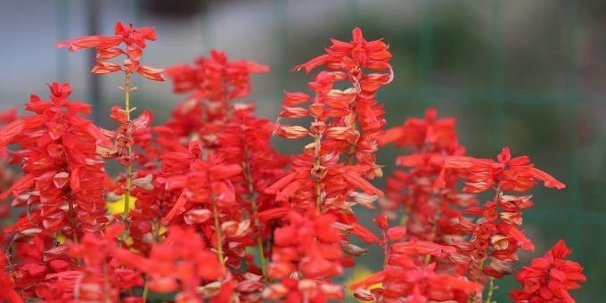 flores despretensioso para canteiros de flores: Salvia espumante