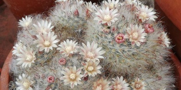 Suculentas: bokasskaya Mammillaria