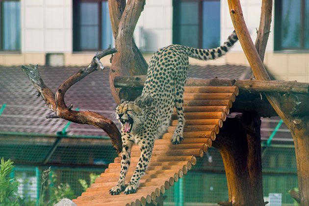 Yaroslavl Zoo