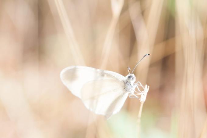 como bonito para fotografar uma borboleta