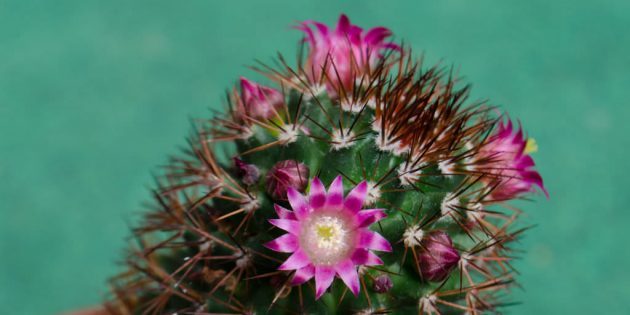 Suculentas: Mammillaria Bakeberg